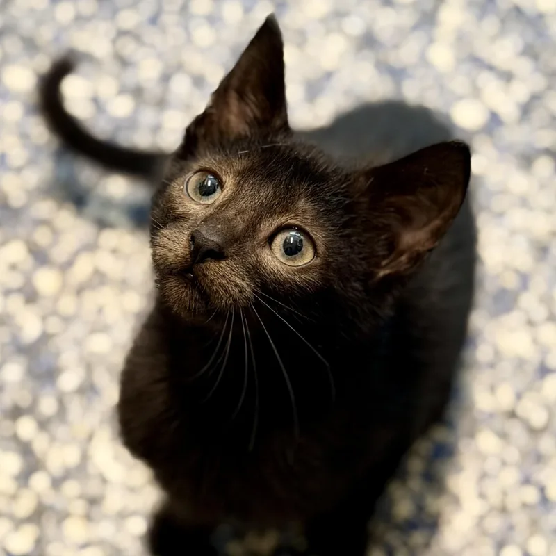 A baby medium-sized male Black Domestic Short Hair cat named Zini for adoption in Jackson, NJ