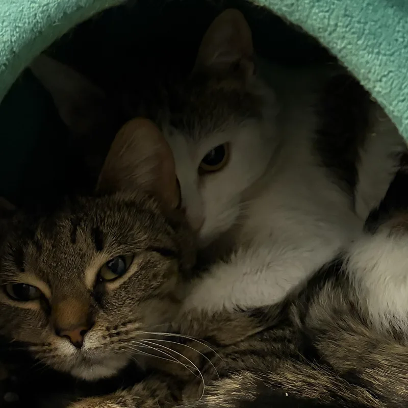 Tiggs And Violet