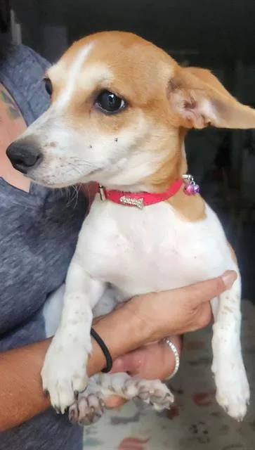 A young small-sized female Chihuahua dog named Princess for adoption in San Antonio, TX