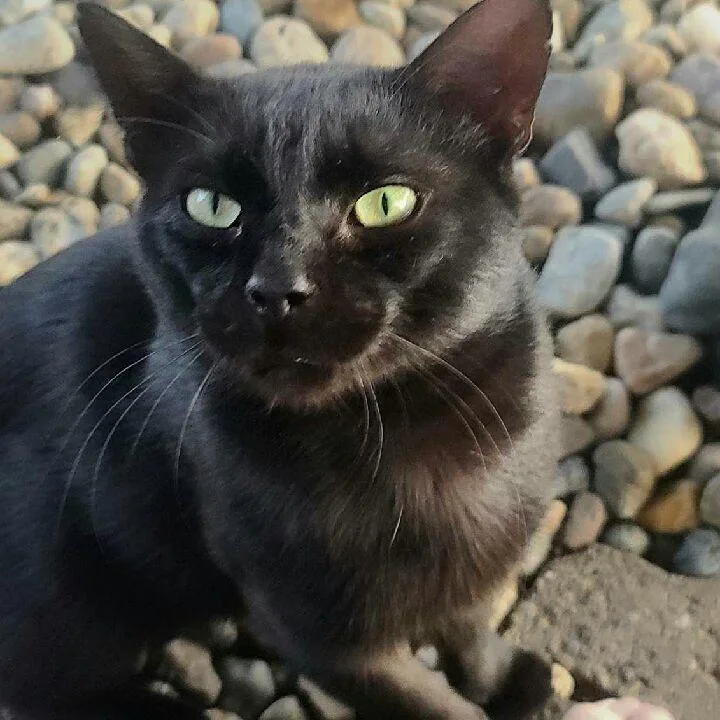 An adult medium-sized male American Shorthair cat named Onyx for adoption in Lake City, MN