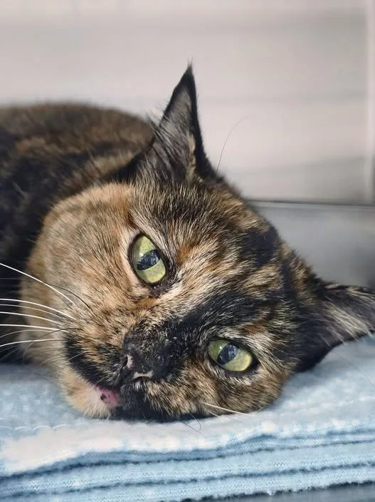 A senior medium-sized female Domestic Short Hair cat named Missy for adoption in Prineville, OR