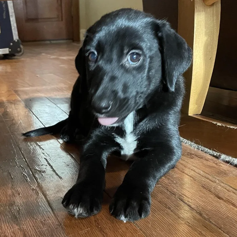A baby medium-sized female Black Labrador Retriever dog named Magnolia for adoption in Baton Rouge, LA