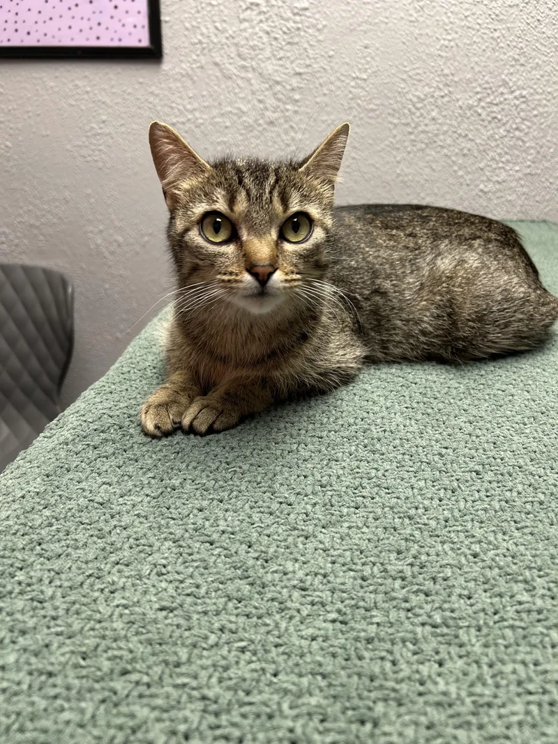 An adult medium-sized female Tabby (Brown / Chocolate) Domestic Short Hair cat named Hollywood for adoption in Walker, MI