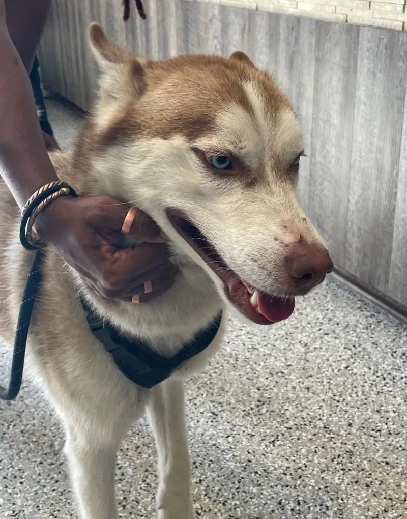 An adult large-sized male Husky dog named Keylo for adoption in Columbia, TN