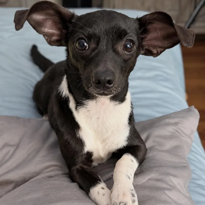 A young small-sized male Chihuahua dog named Batman for adoption in Douglas, GA