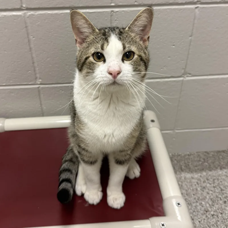 An adult medium-sized female Domestic Short Hair cat named Suzuki for adoption in Kearney, NE
