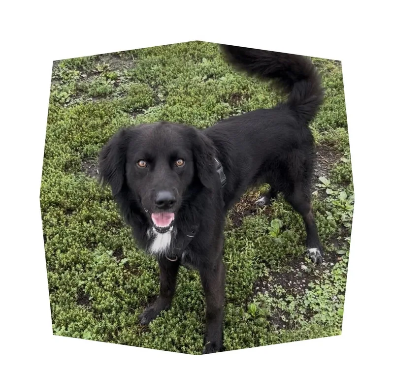 An adult large-sized male Great Pyrenees dog named Jake for adoption in Chillicothe, MO