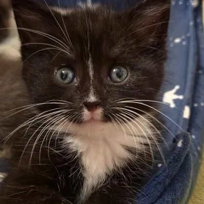 A baby medium-sized female Black & White / Tuxedo Domestic Short Hair cat named Tuesday for adoption in Tinley Park, IL