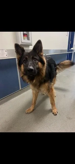 A young large-sized male German Shepherd Dog dog named Lucca for adoption in Miami, FL
