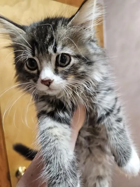 A baby small-sized male Domestic Short Hair cat named Gumball for adoption in Vancouver, WA