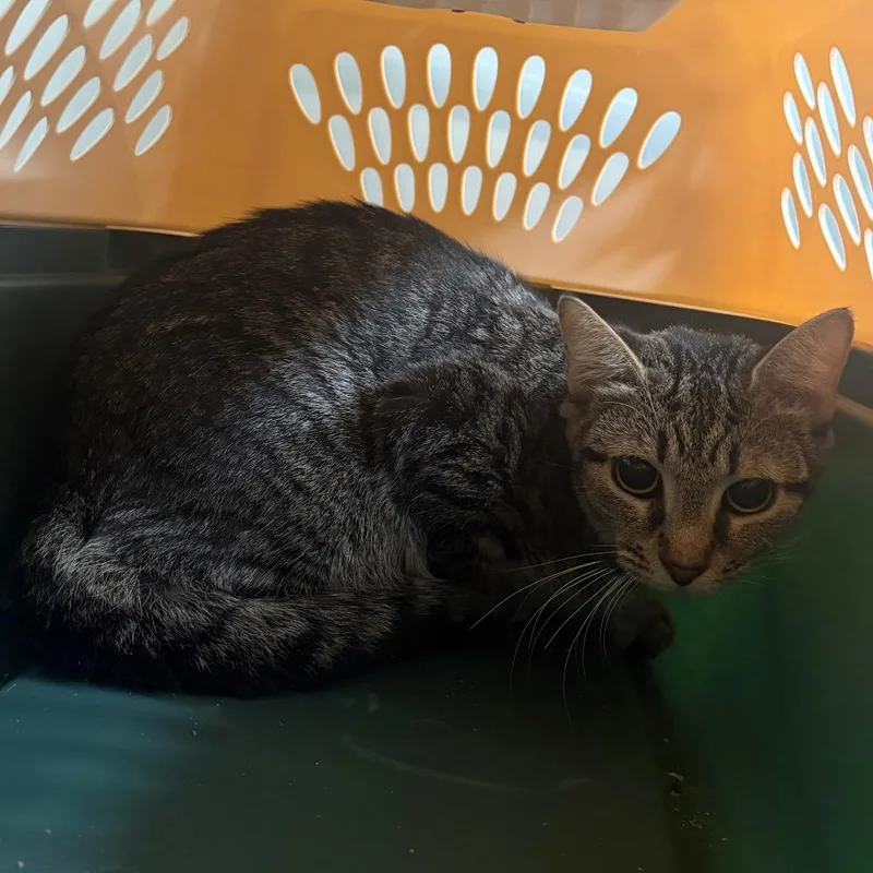 An adult medium-sized female Brown / Chocolate Domestic Short Hair cat named Babygirl for adoption in East Smithfield , PA