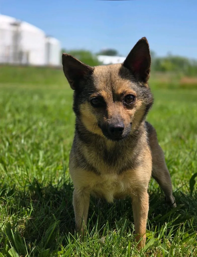 A young medium-sized female Chihuahua dog named Nita for adoption in Huntington, IN