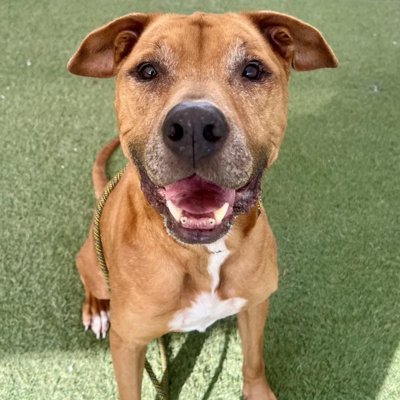 A senior large-sized female Red / Chestnut / Orange Boxer dog named Amanda for adoption in Los Angeles, CA