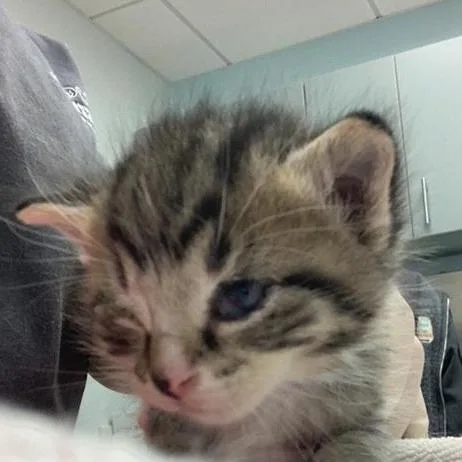 A baby small-sized male Brown / Chocolate Domestic Short Hair cat named Tennessee for adoption in Jacksonville, FL