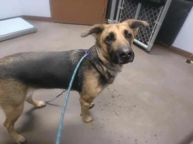 An adult large-sized female German Shepherd Dog dog named Holiday for adoption in Phoenix, AZ