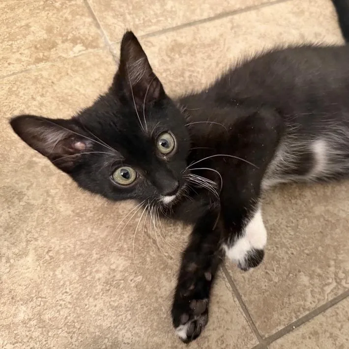A baby small-sized male Black Domestic Short Hair cat named Molecule for adoption in Temecula, CA