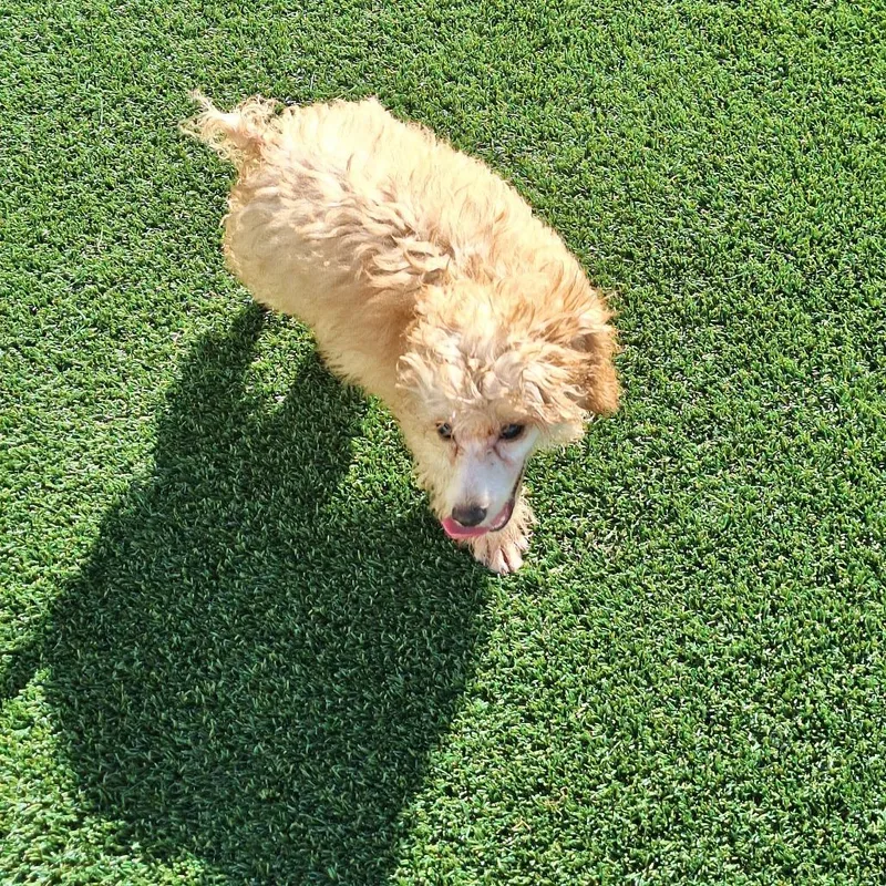 A baby small-sized male Brown / Chocolate Poodle dog named Mister Business for adoption in LOXAHATCHEE, FL