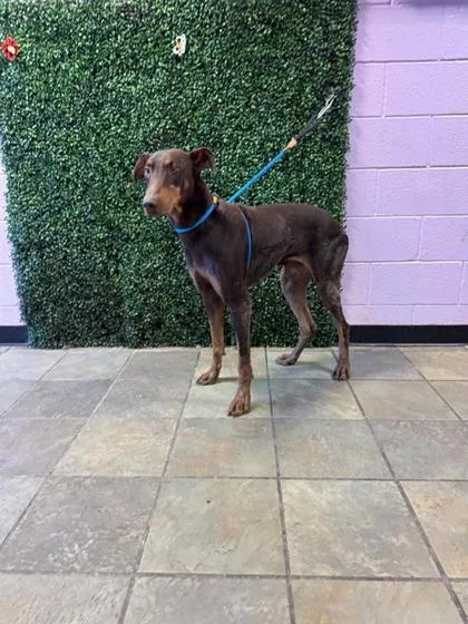 A baby large-sized male Doberman Pinscher dog named 61785251 for adoption in El Paso, TX