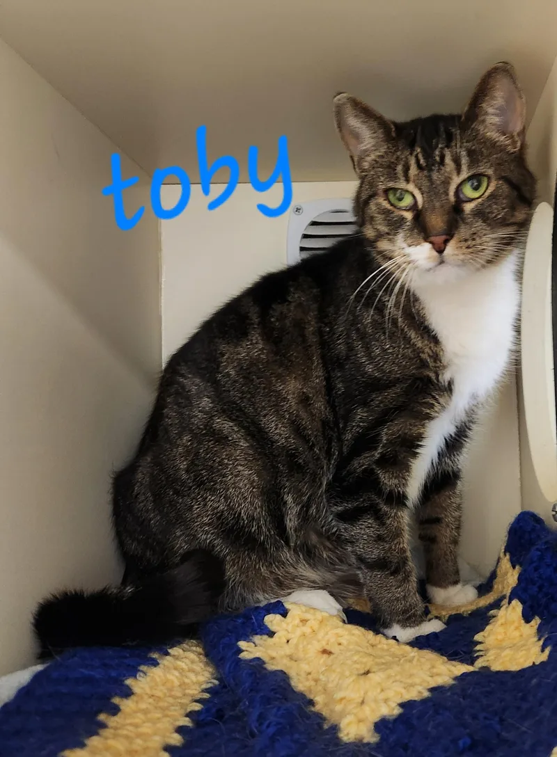 A senior large-sized male Tabby (Brown / Chocolate) Domestic Short Hair cat named Toby for adoption in Sewaren, NJ