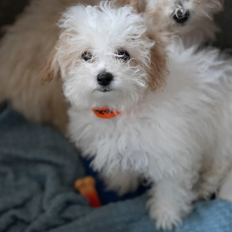 A baby small-sized male White / Cream Poodle (Toy) dog named Keno for adoption in Peyton, CO