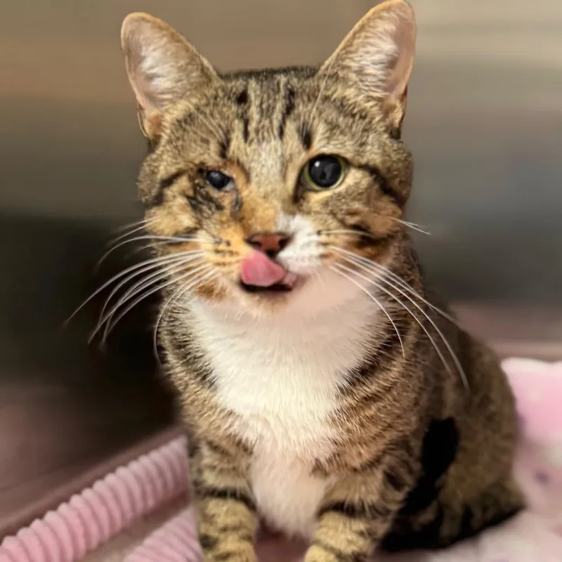 An adult medium-sized female Domestic Short Hair cat named Carol for adoption in Cumming, GA