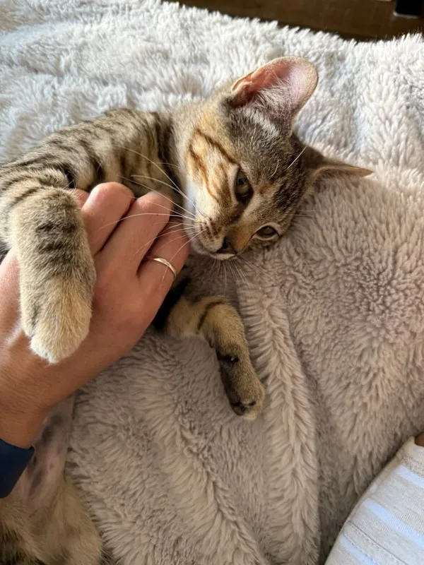A young medium-sized female Domestic Short Hair cat named Noodle for adoption in Bonsall, CA