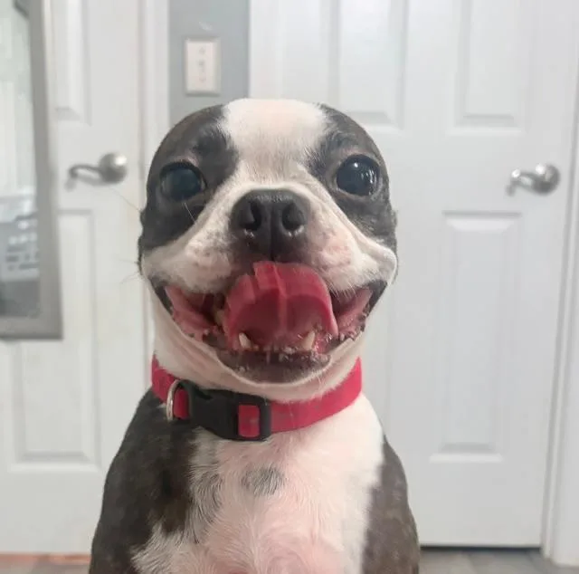 An adult small-sized female Boston Terrier dog named Belle in MO for adoption in Elkhorn, NE