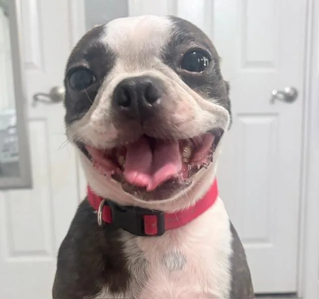Belle in MO thumbnail 2