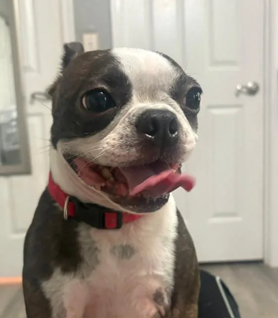 Belle in MO thumbnail 3