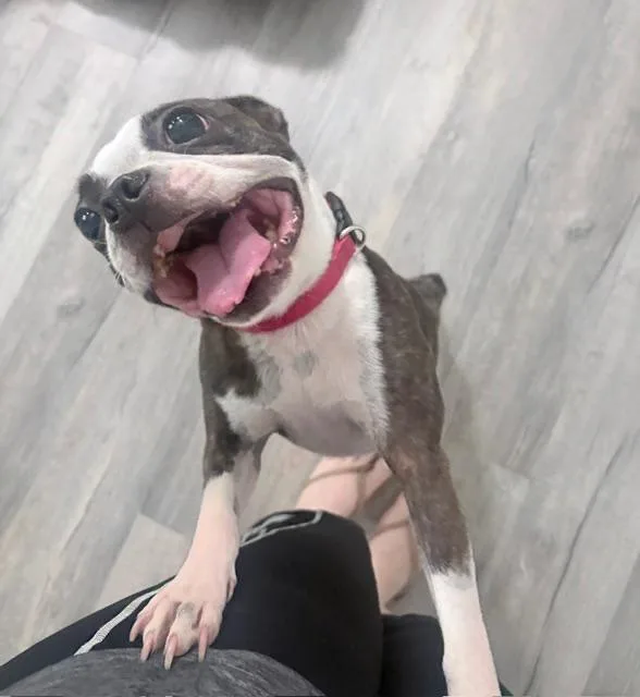 Belle in MO thumbnail 6