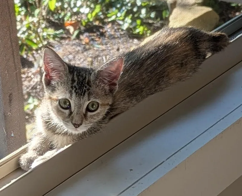 A young small-sized female Tabby (Buff / Tan / Fawn) American Shorthair cat named Carmella for adoption in Fort Payne, AL