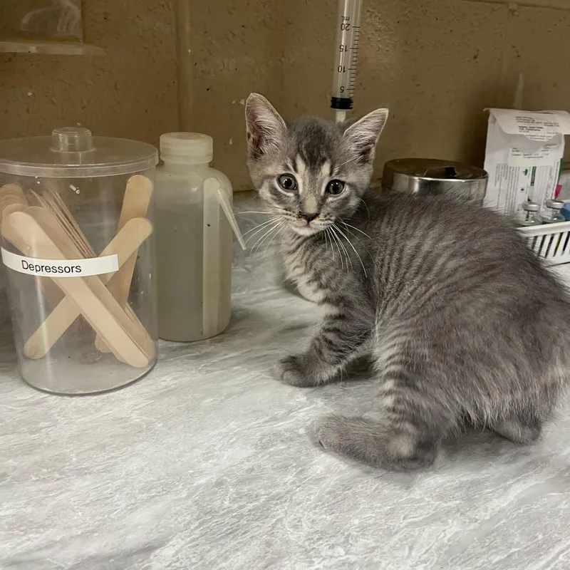 A baby small-sized male Gray / Blue / Silver Domestic Short Hair cat named Ajax for adoption in Lewisburg, WV