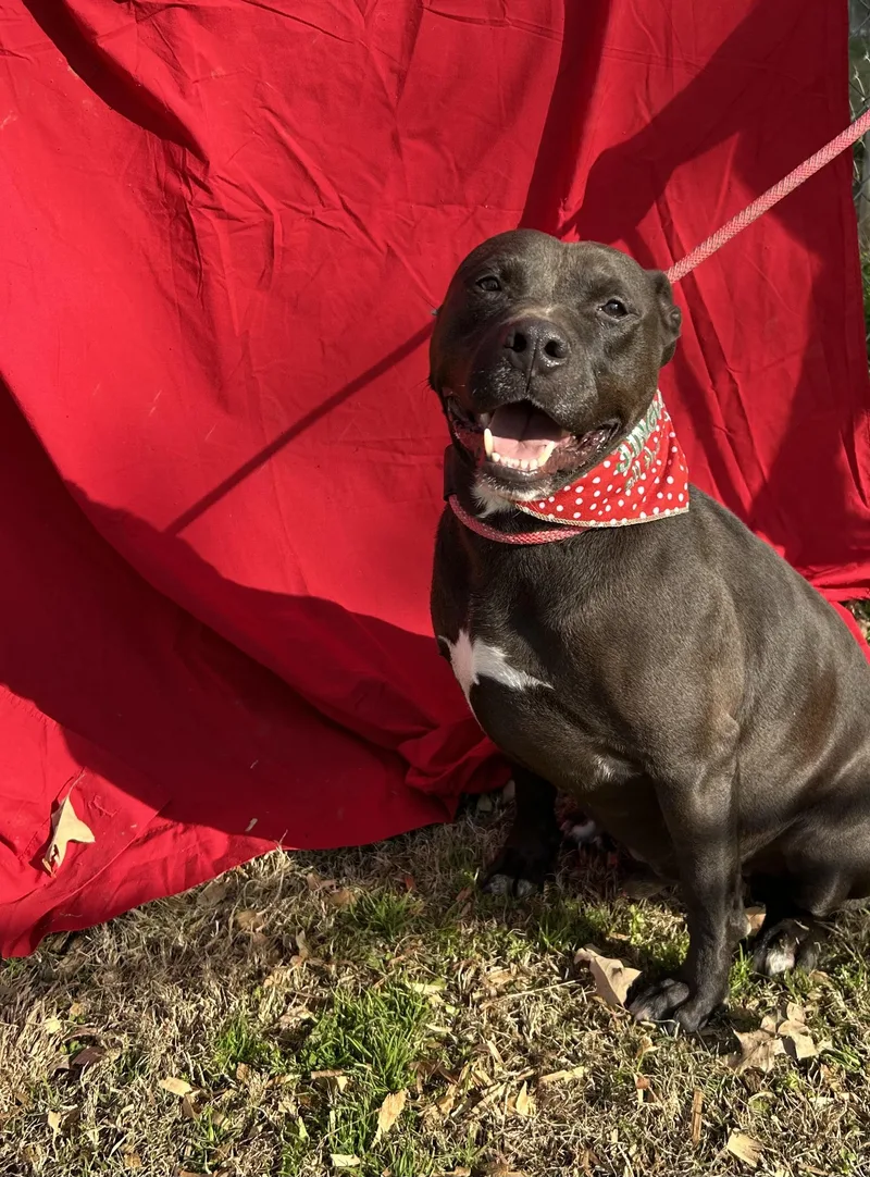 Kraytoes thumbnail 2