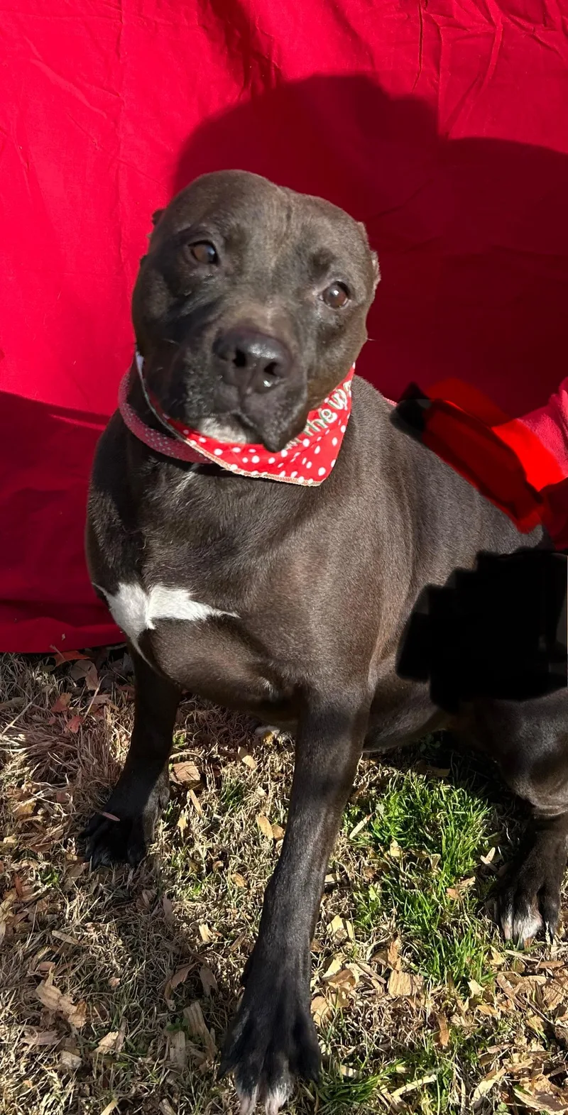 Kraytoes thumbnail 3