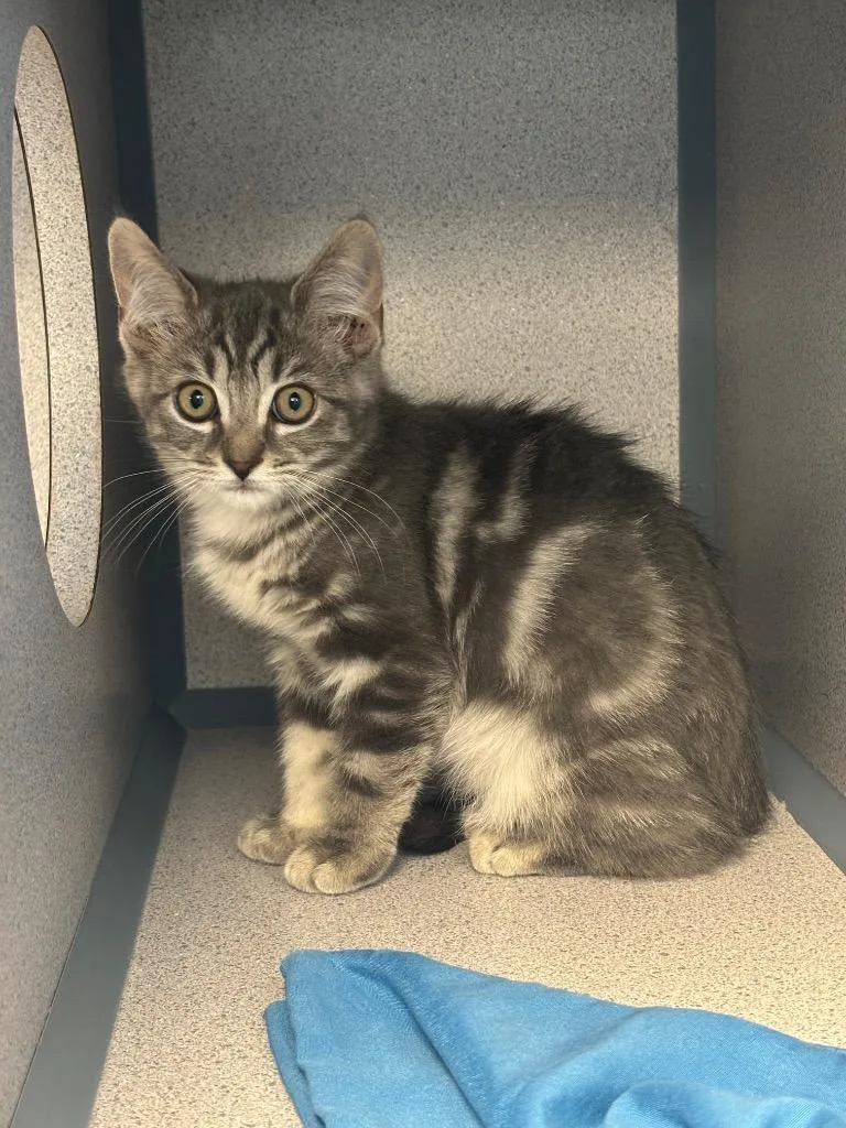 A baby large-sized female Domestic Medium Hair cat named Bunny for adoption in Liverpool, NY