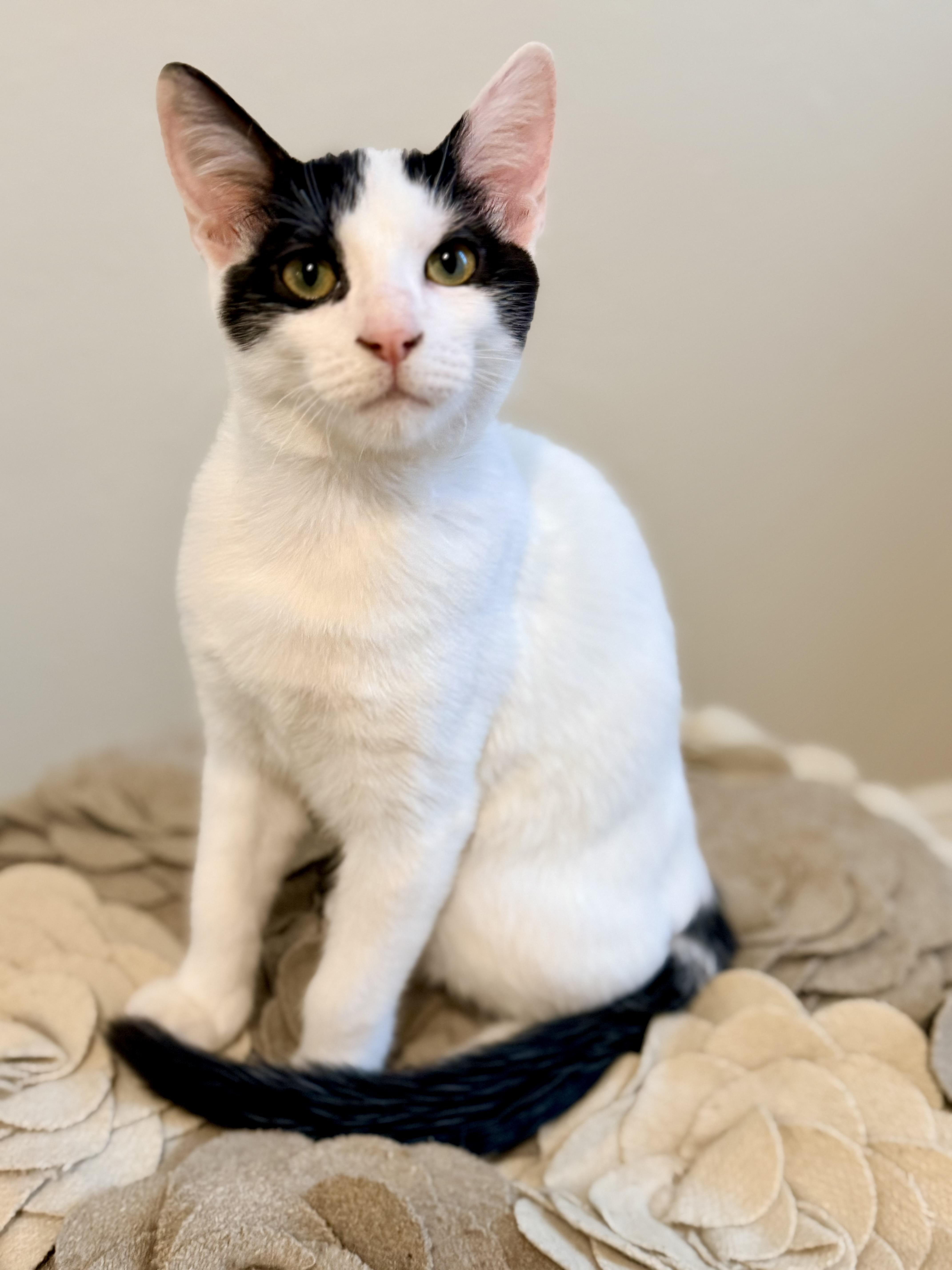 A baby small-sized male Black & White / Tuxedo Turkish Van cat named Van Winkle  Riley for adoption in Spring, TX