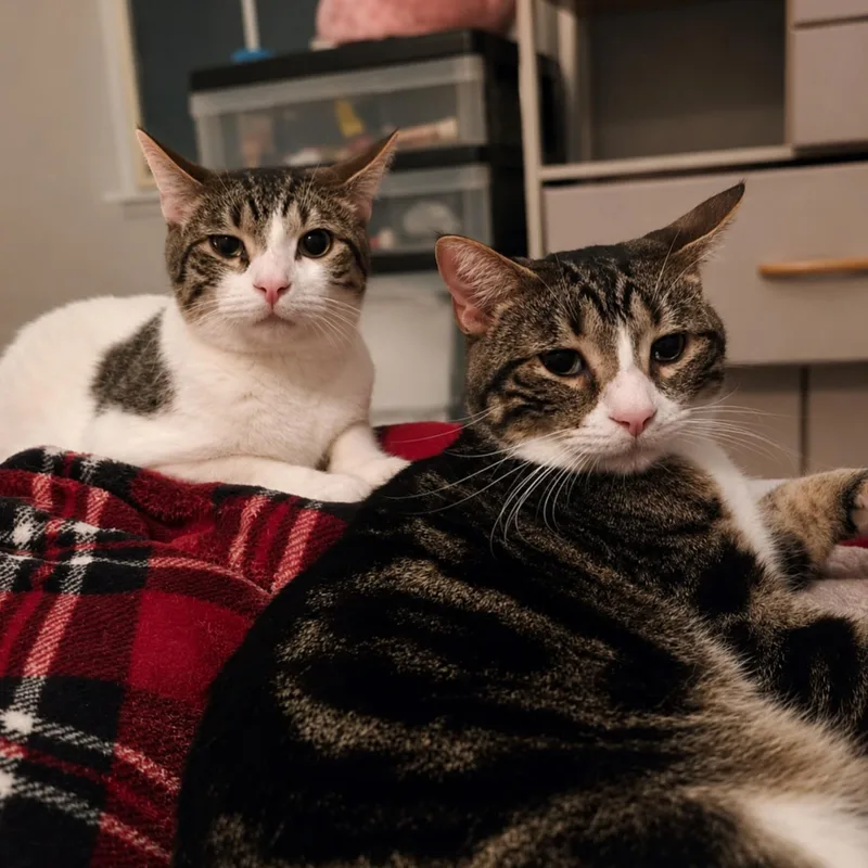 A young large-sized male Tabby (Brown / Chocolate) Domestic Short Hair cat named Pierogi & Tater Tot for adoption