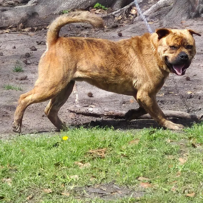An adult large-sized male Brown / Chocolate Mixed Breed dog named StraySacerdoteLane"Gabriel" for adoption in Columbus, GA