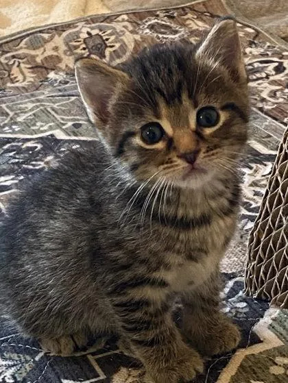 A baby small-sized female Domestic Short Hair cat named Annika for adoption in Cumming, GA