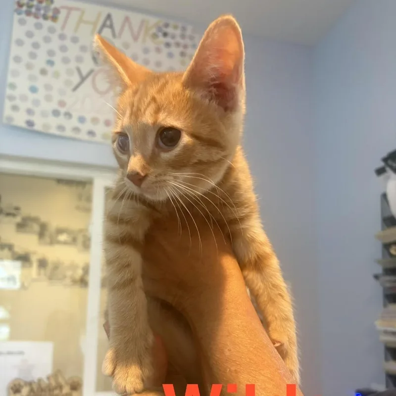 A baby small-sized male Domestic Medium Hair cat named Wilder for adoption in Elwood, IN