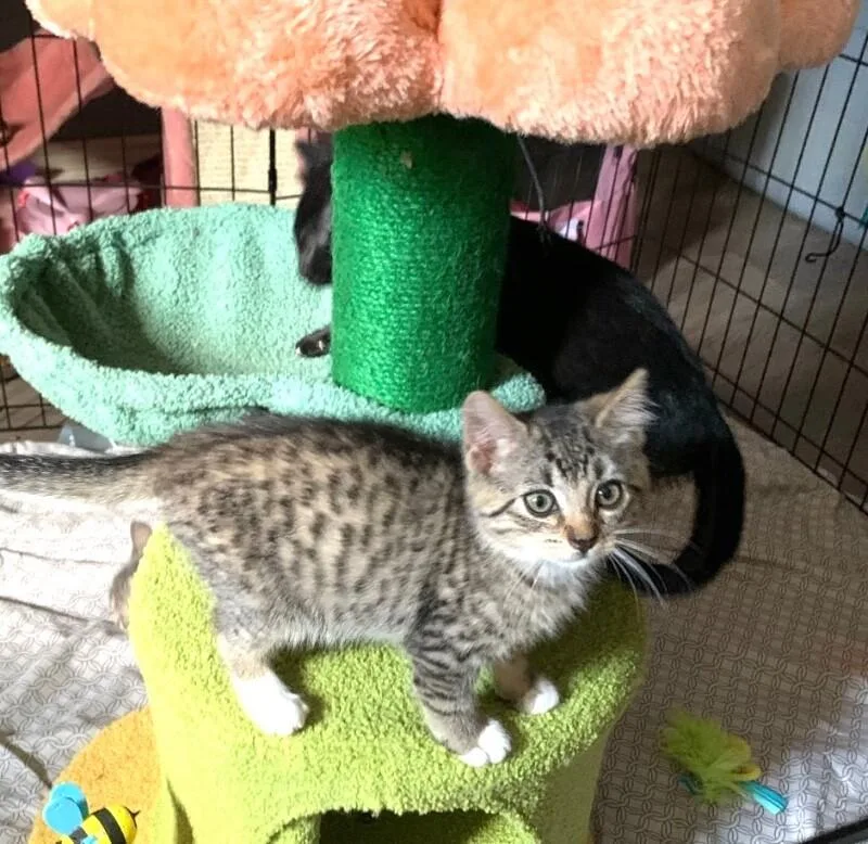 Mowgli