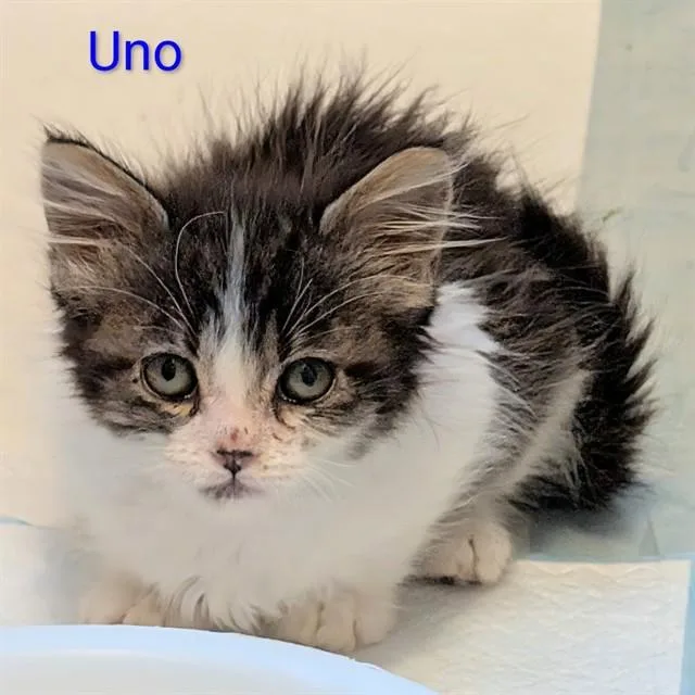 A baby small-sized male Domestic Short Hair cat named Uno for adoption in Auburn, CA