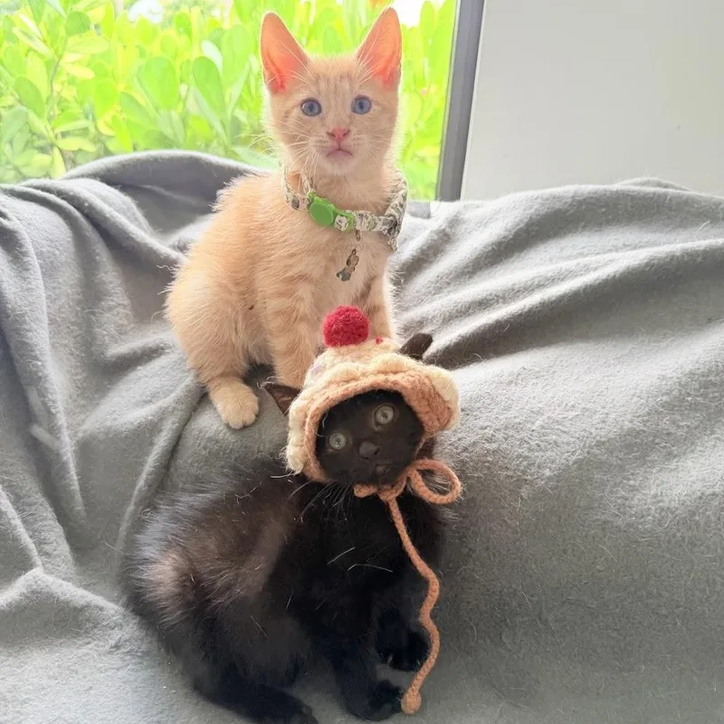 Coco And Toffee