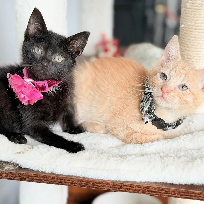 Coco And Toffee thumbnail 2