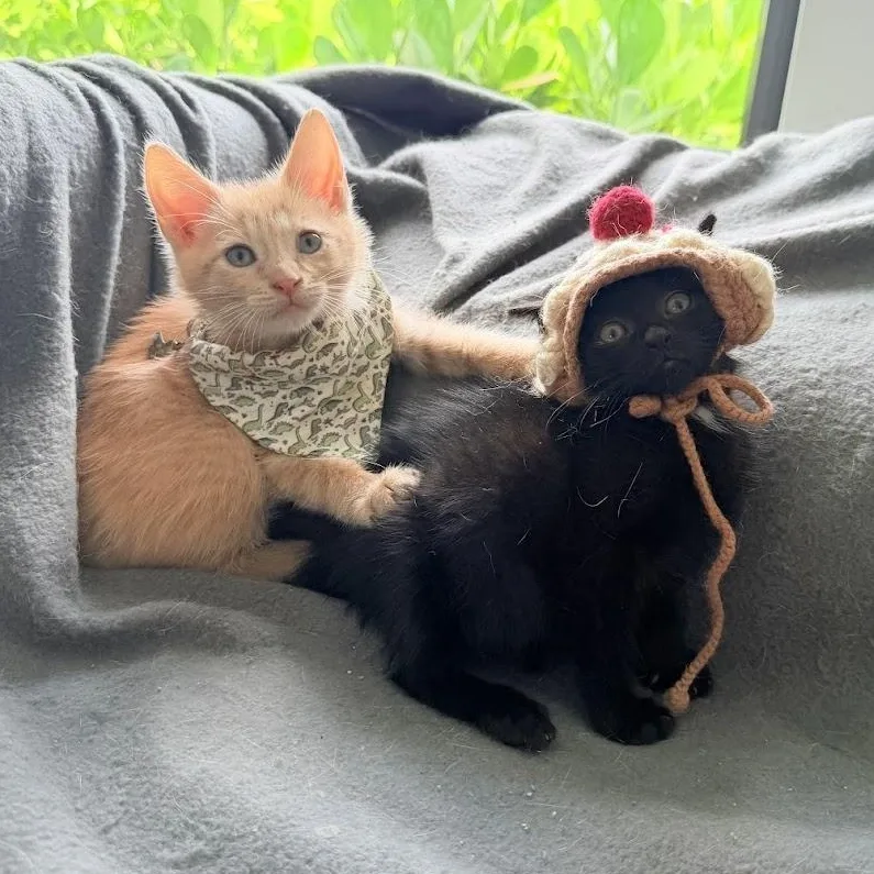 Coco And Toffee thumbnail 4