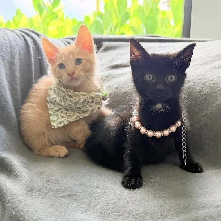 Coco And Toffee thumbnail 5