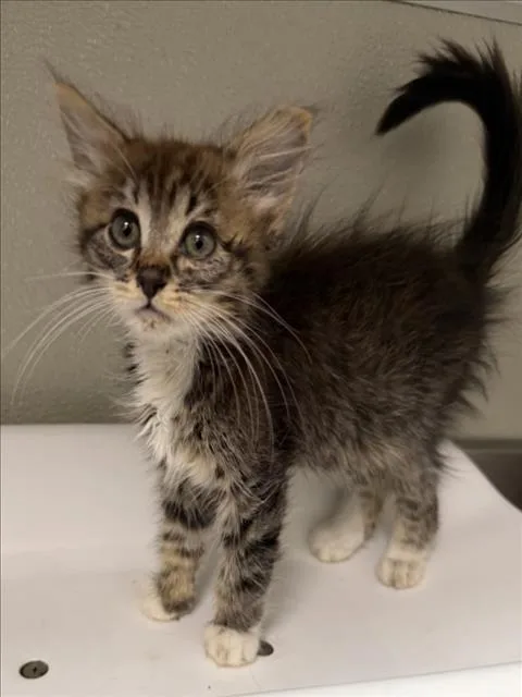 A baby small-sized female Domestic Medium Hair cat named Bagel for adoption in Tracy, CA