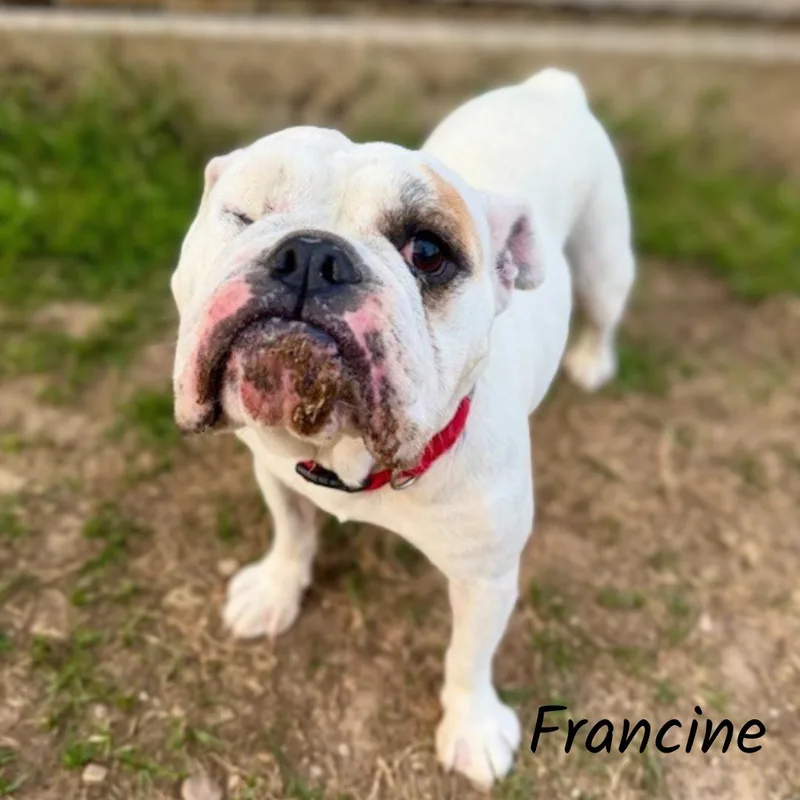 An adult medium-sized female English Bulldog dog named Francine for adoption in Shreveport, LA