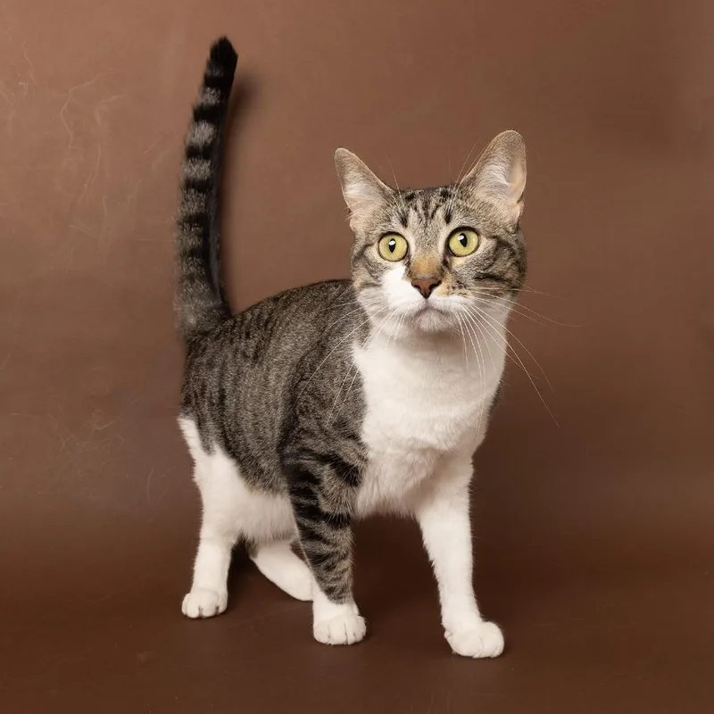 An adult large-sized female Brown / Chocolate Domestic Short Hair cat named Ruby for adoption in Franklin, TN