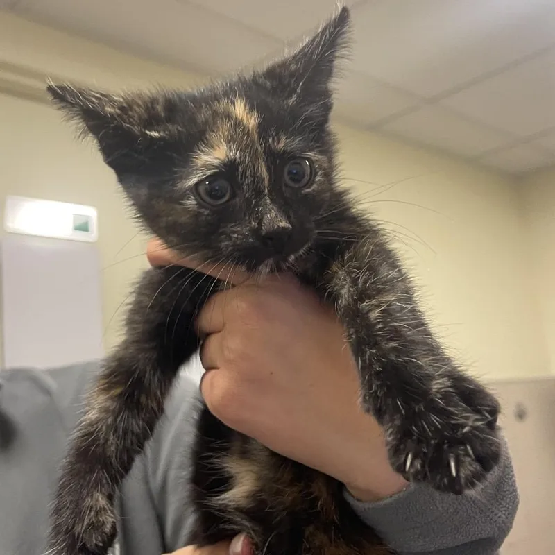 A baby small-sized female Black Domestic Short Hair cat named Thingamabob for adoption in Chicago, IL